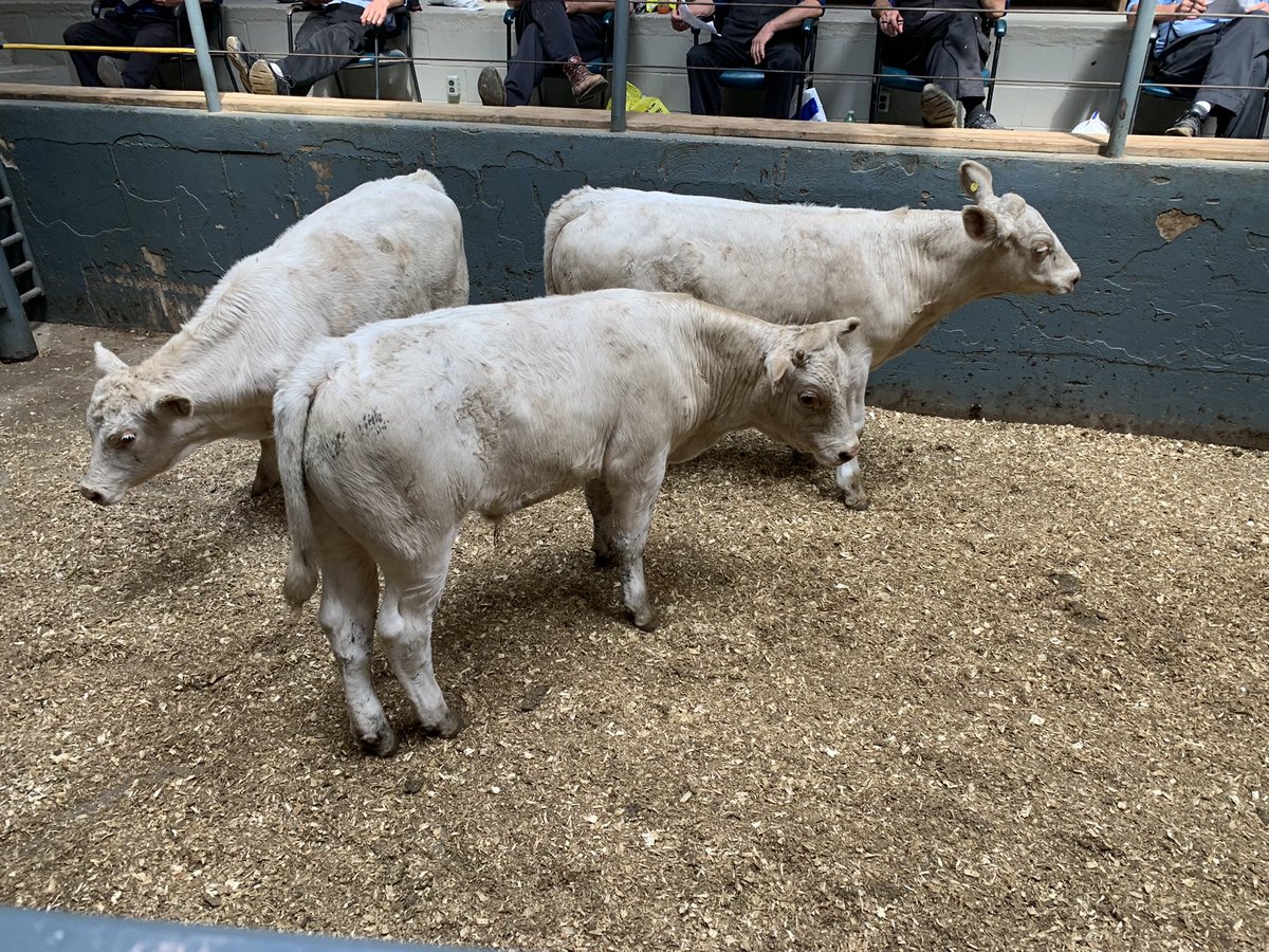 carrollauctions's tweet photo. Light calves were absolutely wild in Cookstown today!

5 strs x 311lbs x $379.00cwt
2 strs x 240lbs x $400.00cwt
2 strs x 350lbs x $357.50cwt
1 strs x 415lbs x $330.00cwt
4 hfrs x 330lbs x $300.00cwt

#sellatauction #cookstown https://t.co/uLQBcTAiEv