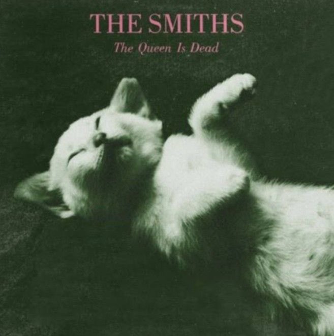 cat vibing music (@catdancingg) on Twitter photo 