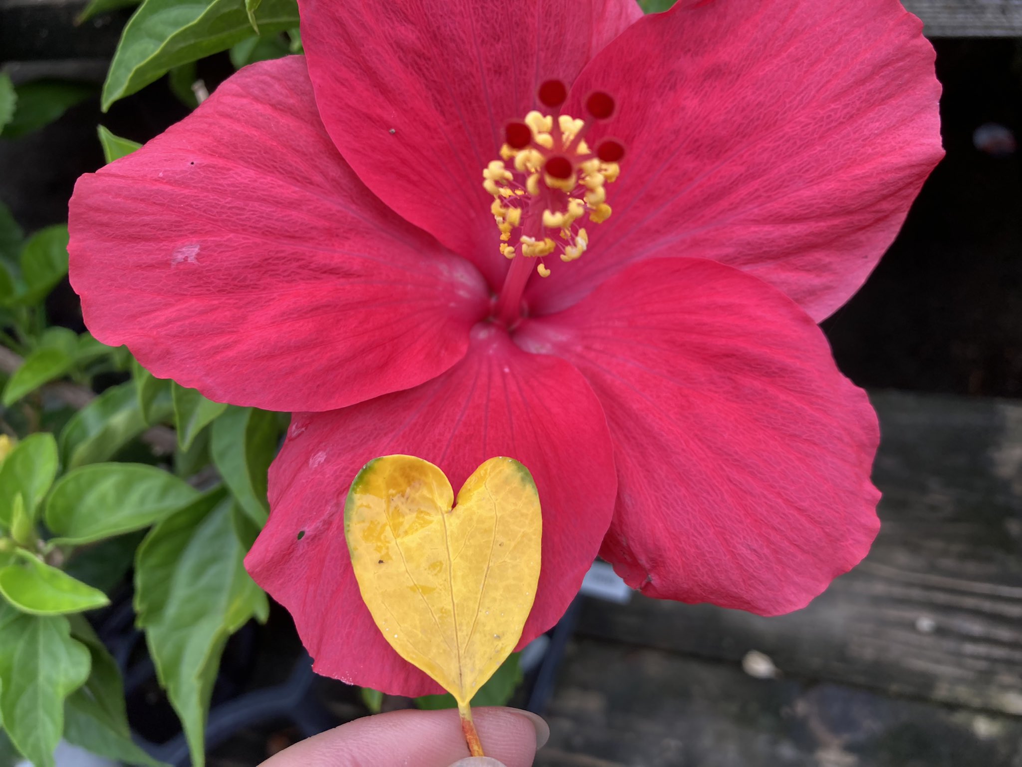 ガーデンセンター華遊 おはようございます 朝 ハイビスカスのお世話をしていたら可愛いハート型の黄葉が 取っちゃうのがもったいない気がしちゃいました W 何だかハッピーな一日の始まりです 新米スタッフtでした ガーデンセンター華遊