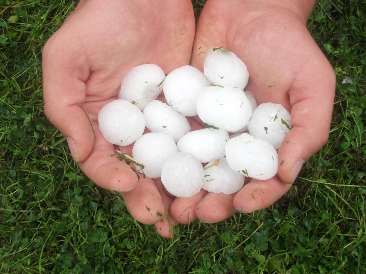 The #OCSmartFarm Team is looking for local, hail-damaged fields to help with an applied research project! The research team is sampling fields stressed from hail damage and potentially high in nitrates. Email lsobrinho@oldscollege.ca if you would like to participate. #AbStorm