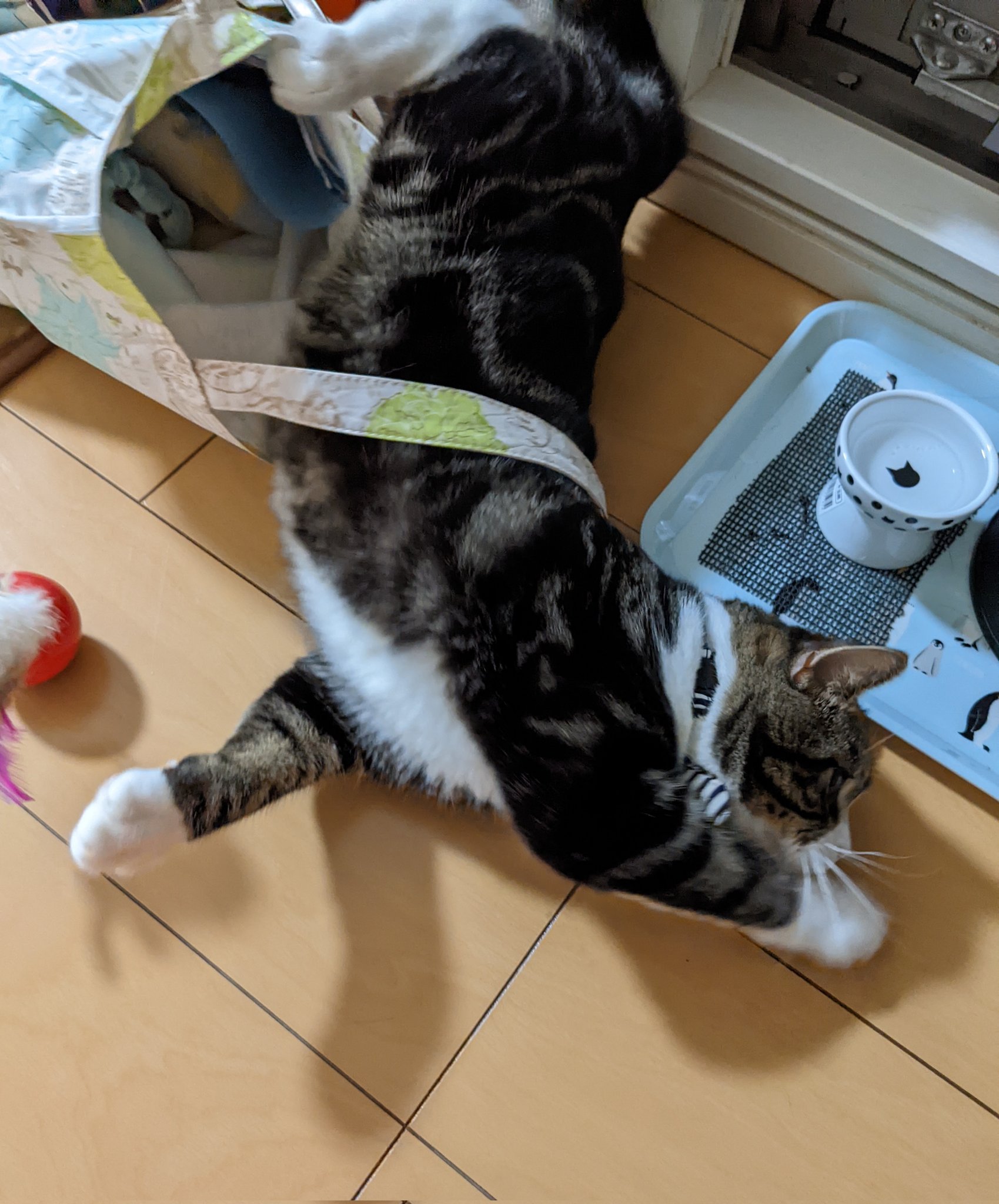 ブッタ どうしてこうなった 猫のいる生活 猫好きさんと繋がりたい 猫 Cat マンチカン T Co Kqi2ocohiu Twitter