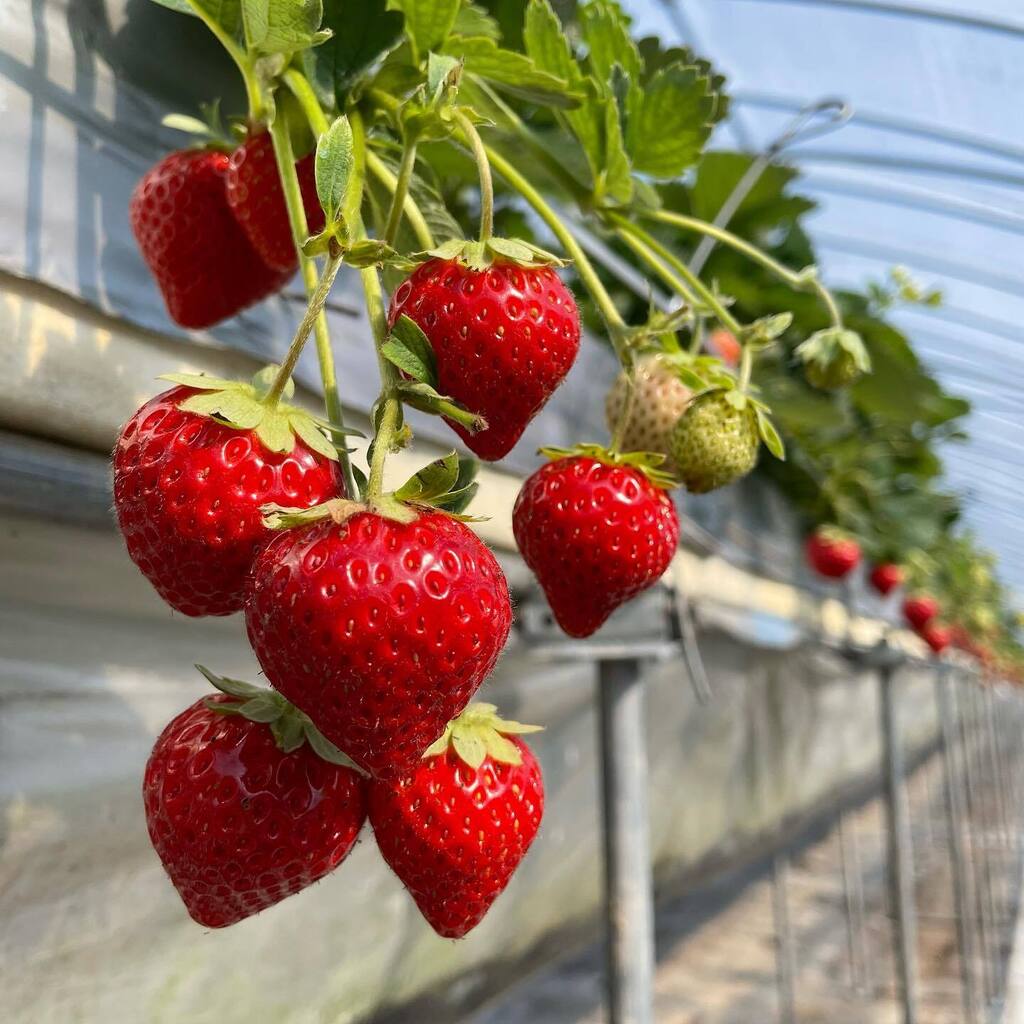 ふらのジャム園 有限会社共済農場 Kyohsai Farm Twitter