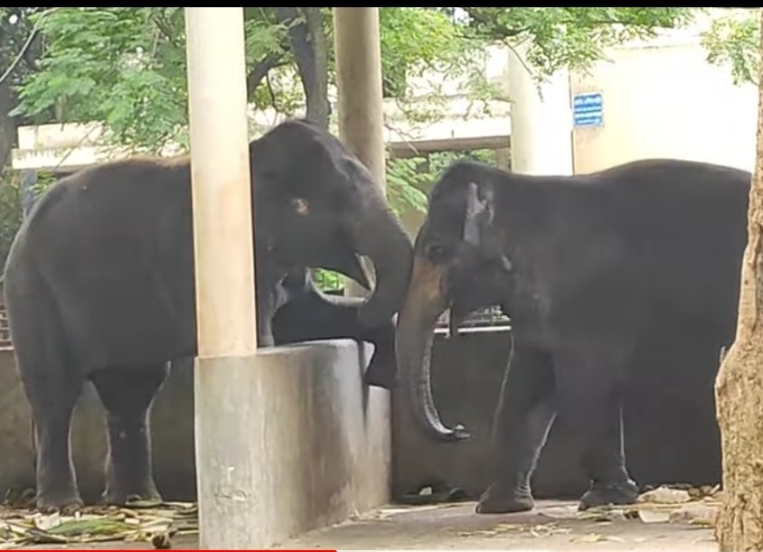 PetGarden4's tweet photo. Have you ever seen an elephant kissing scene? Watch the video
https://t.co/lH3qQZNqp8 https://t.co/25DjDBtN84