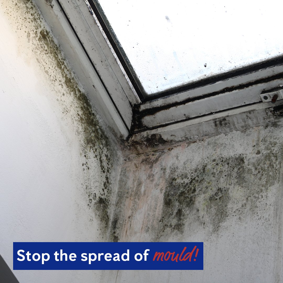 Recent wet weather has sparked an increase of mould in homes and business - contact Flick to stop the spread of mould!

Call 13 14 40 or enquire online: bit.ly/3S0uSzs

#flickanticimex #mouldsolutions #wetweather #mould #fightmould #mouldsolutions #mouldtreatment