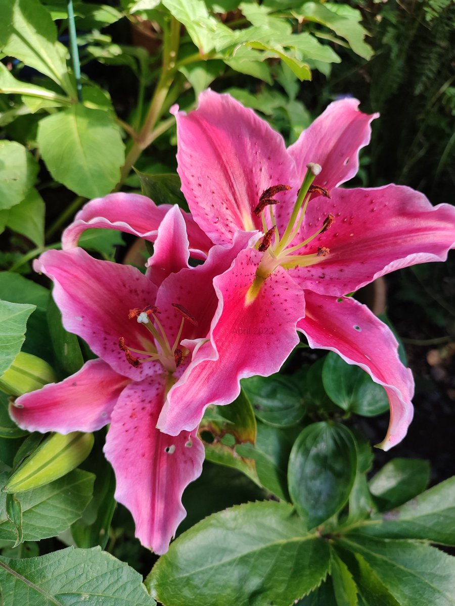 Friday 😁

#GardeningTwitter #lily #flowersonfriday #Pink
#NaturePhotography #petalperfection #inmygarden