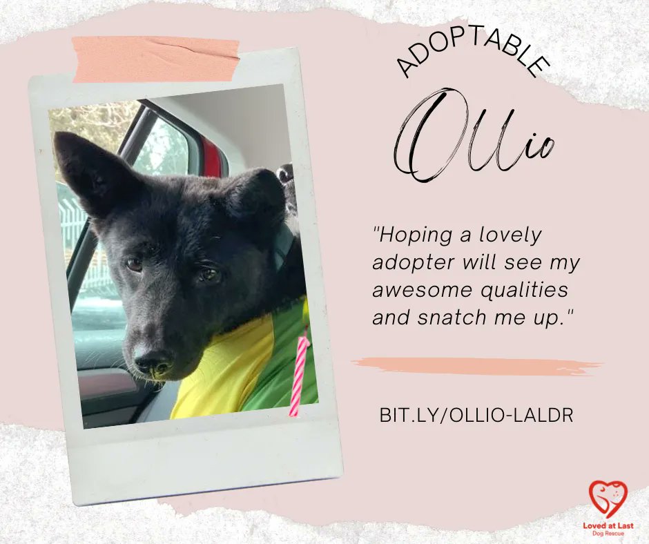 LALDRofficial's tweet photo. Be p-awesome by adopting Ollie! https://t.co/Tt0P6TuuvP #Vancouver #DogsLife #Adopt https://t.co/suj9PrEpmn