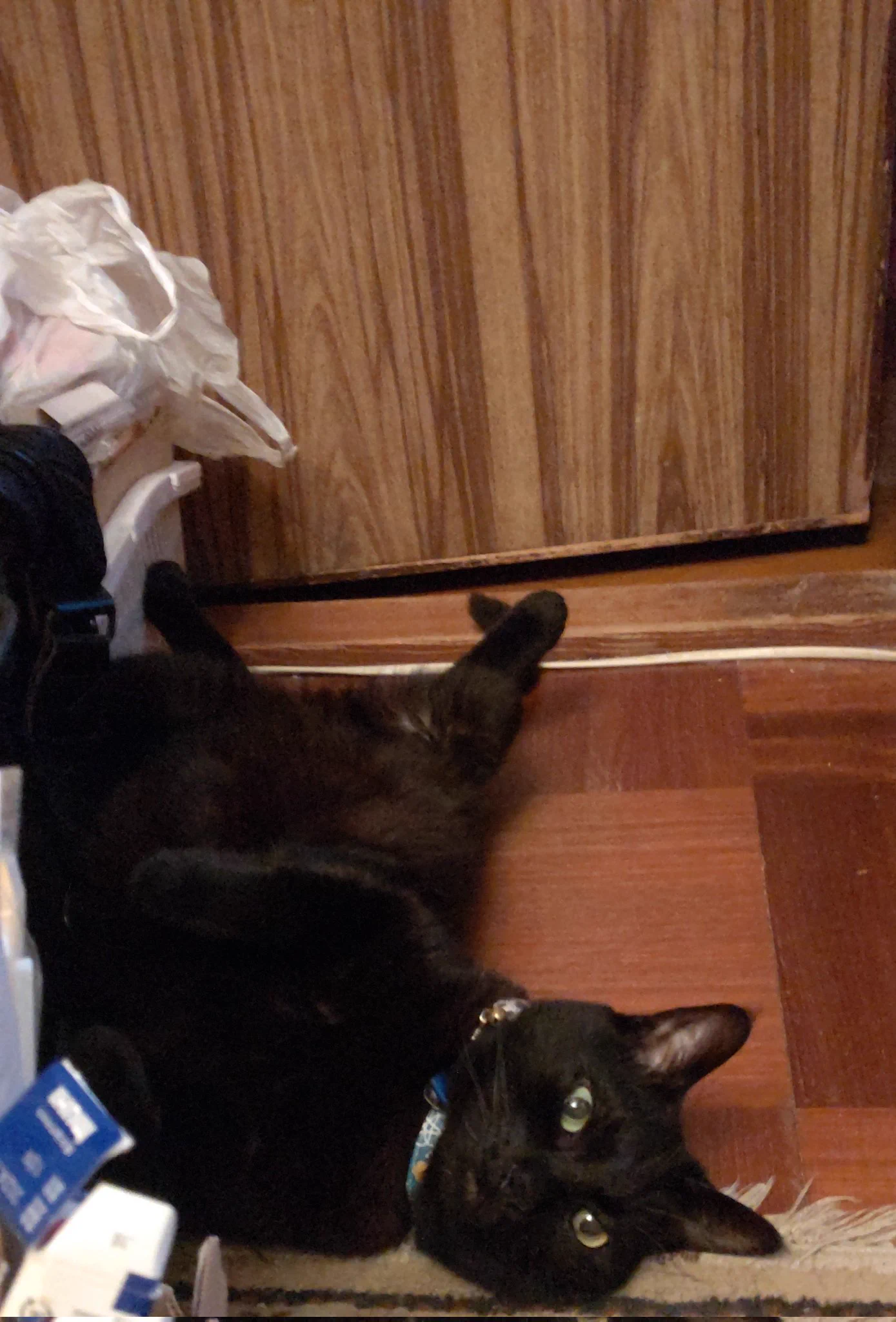 @kyuryuZ 家の猫はこう寝てます❗️ 