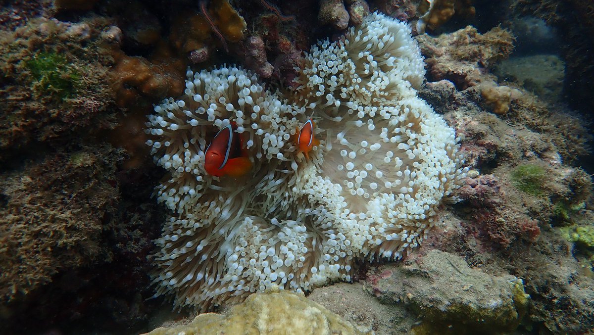 To friends who wrote me the concern about PRC missile excises across the Taiwan Strait and the West Pacific, WE ARE EVERY FINE! I am threatened by PRC for more than 50 yrs, it is part of my life. Indeed. I worry more about climate change and coral bleaching in Taiwan now.