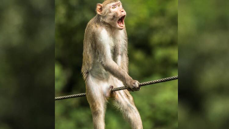 Newsom declares Monkey Pox State Emergency