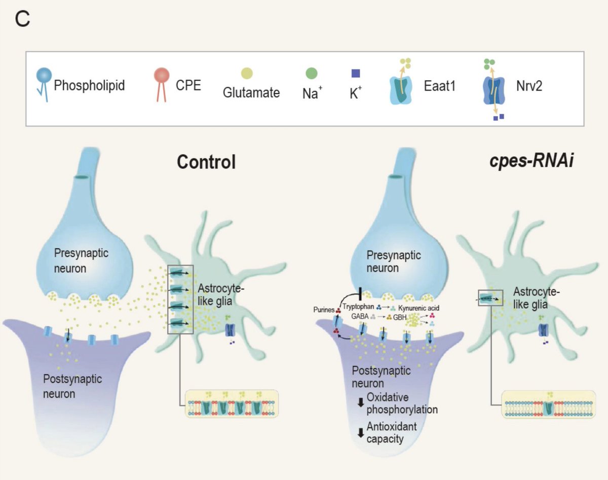 #Circadian Rhythm &amp; Membrane Lipids

Our results underscore the essential role of ceramide phosphoethanolamine in maintaining synaptic glutamate homeostasis and modulating circadian behavior in Drosophila.

👇
academic.oup.com/nsr/advance-ar…
<a href="/leafs_s/">CLaE</a> <a href="/Grimhood/">Mg2+ Papi, the BowTied Mg2+</a>