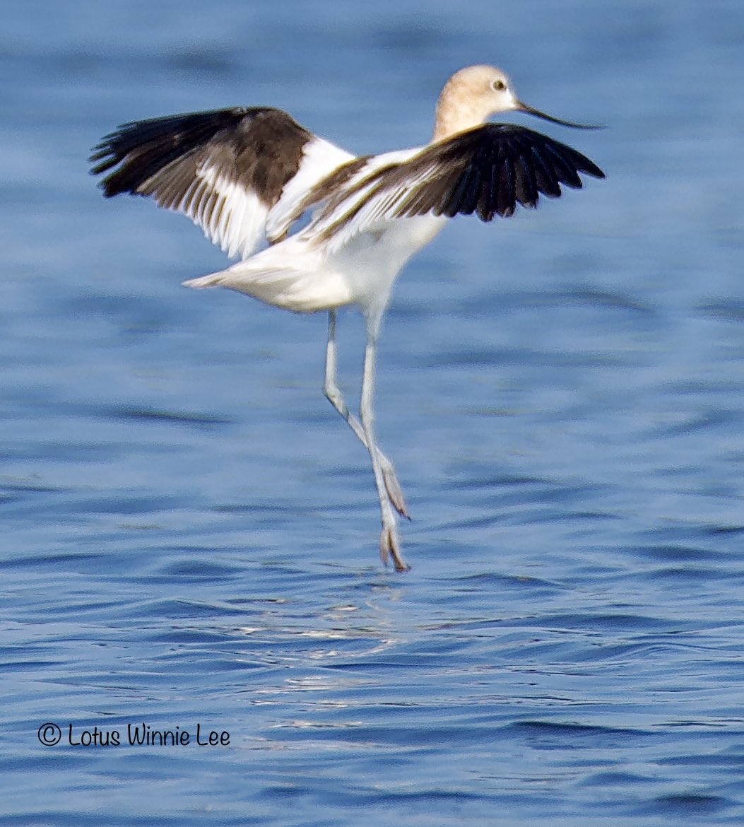 Lotus Winnie Lee tweet media