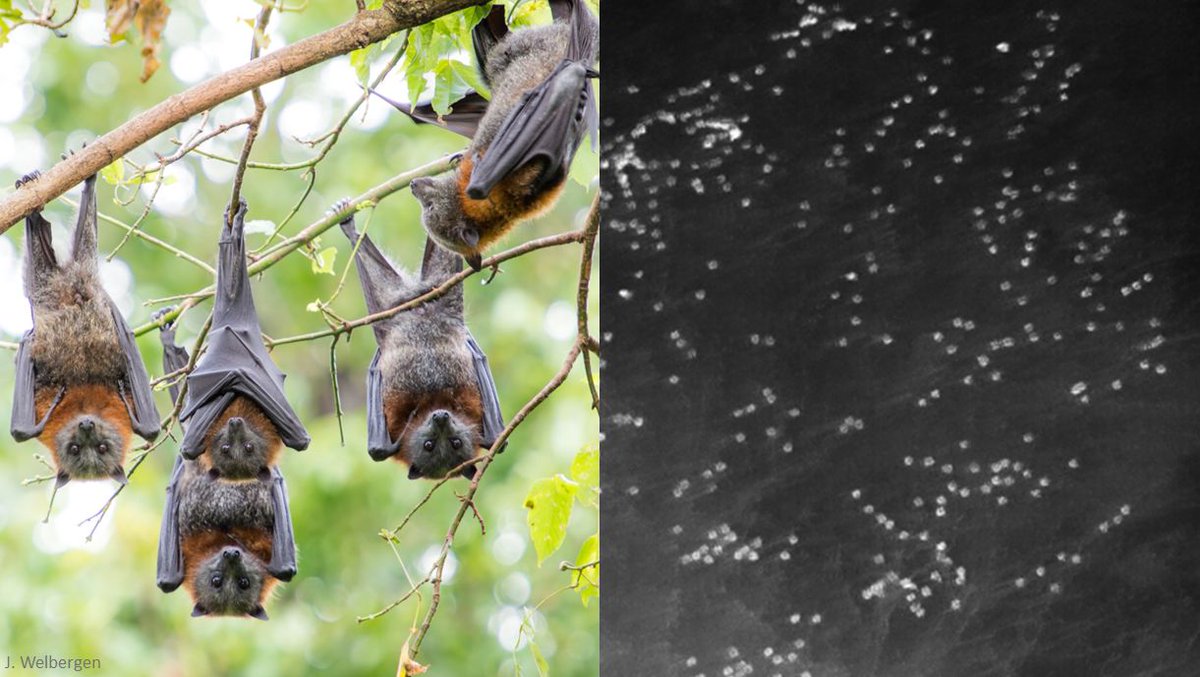 Eliane McCarthy (@eliedoesecology) on Twitter photo The second paper from my masters is out!
We compared ground counts of the number of flying-foxes in colonies across urban Sydney to counts derived from aerial thermal imagery with some surprising results. 
doi.org/10.1071/WR21120 The second paper from my masters is out!
We compared ground counts of the number of flying-foxes in colonies across urban Sydney to counts derived from aerial thermal imagery with some surprising results. 
doi.org/10.1071/WR21120