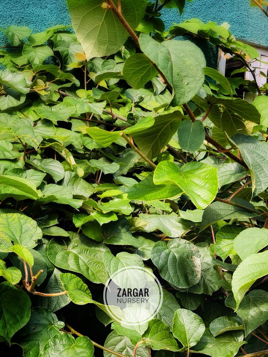 Zargar Nursery (Since 1985)
Serving customers the kiwi plants for decades.

#kiwi #kiwifruit🥝 #kiwiplant #fruitplants #kashmir #zargarnursery #himachal