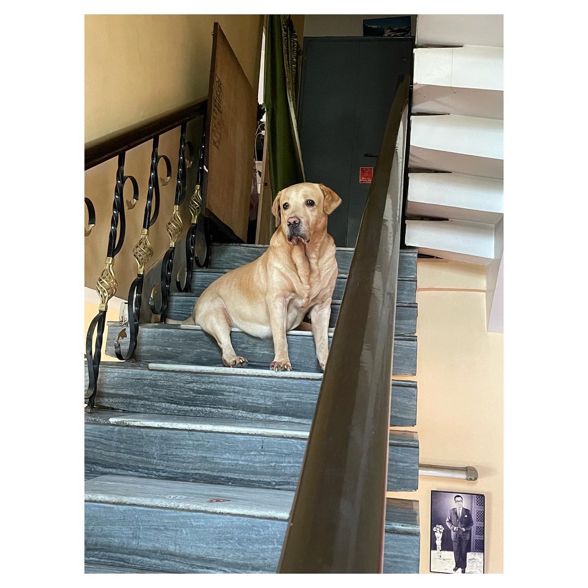 Bonkers_rule's tweet photo. ( Friday - 19 July, 2013 - Tuesday - 2 August, 2022 ) 
Nine long years of countless memories. 
BUZO, you’ll be the brightest star in the sky and I would find you and greet you everyday. 
REST IN PEACE, LOVE. 🤍 https://t.co/dh4SziUa4P
