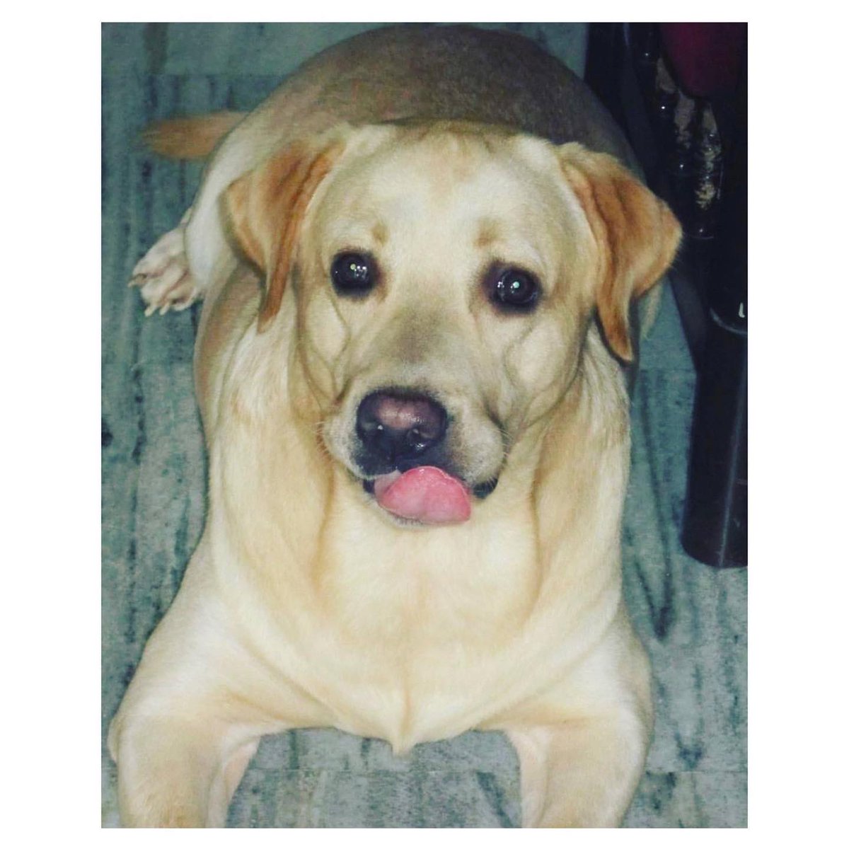 Bonkers_rule's tweet photo. ( Friday - 19 July, 2013 - Tuesday - 2 August, 2022 ) 
Nine long years of countless memories. 
BUZO, you’ll be the brightest star in the sky and I would find you and greet you everyday. 
REST IN PEACE, LOVE. 🤍 https://t.co/dh4SziUa4P