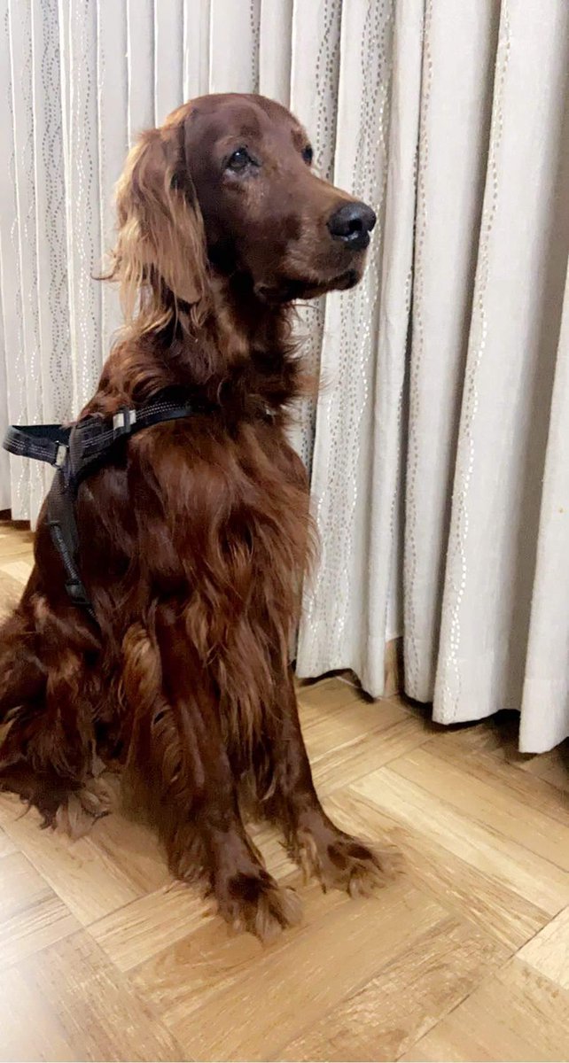 The_Holy_Pandit's tweet photo. 📢 Those who stay in and around Sahakarnagar, Bangalore - A brown Irish Setter, who responds to the name "OPPO" is missing.
He was last seen; at Krishna Diamond
If any of y'all happen to spot him, please reach out - 9902267744

#Missing #Sahakarnagar #IrishSetter https://t.co/u9RXiluUzG