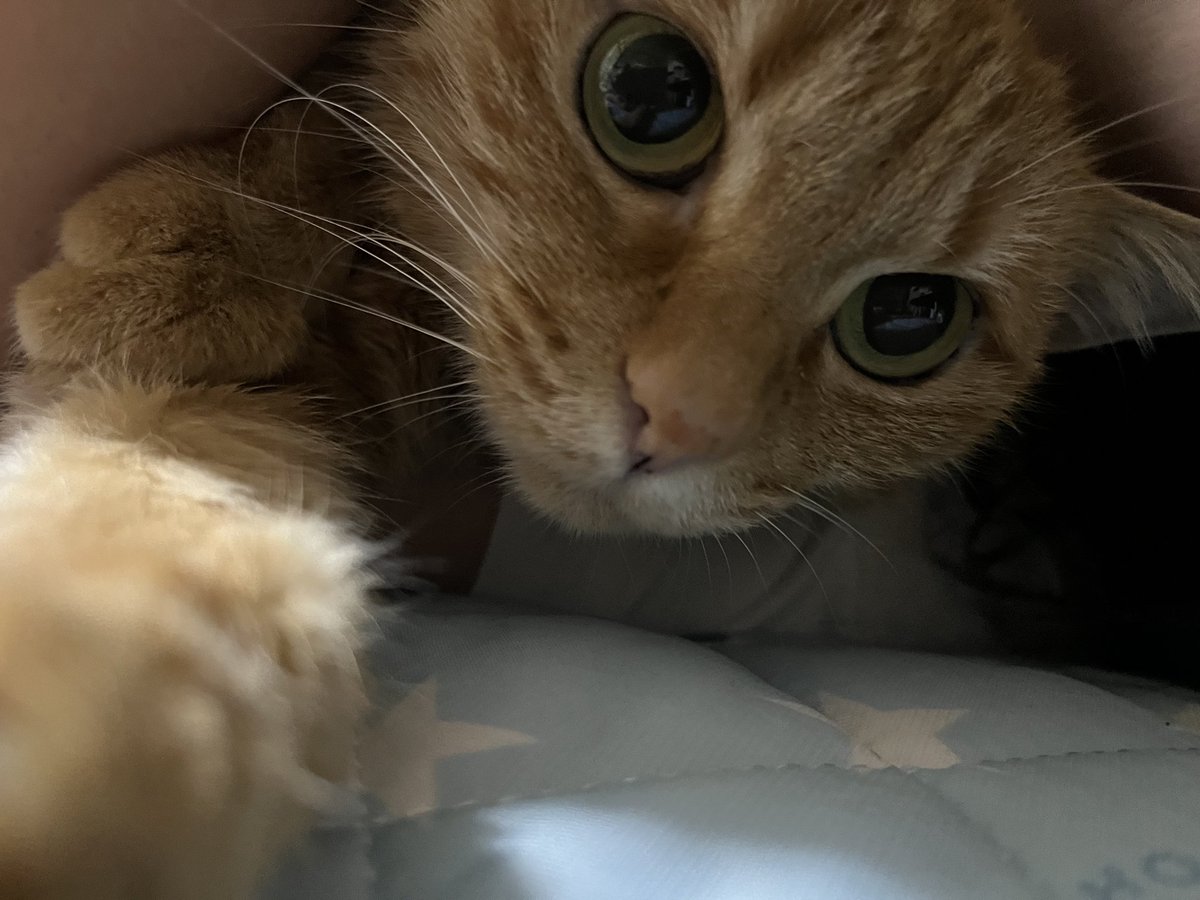 #猫好きさんと繋がりたい 
|*^･ω･^)ﾁﾗｯ