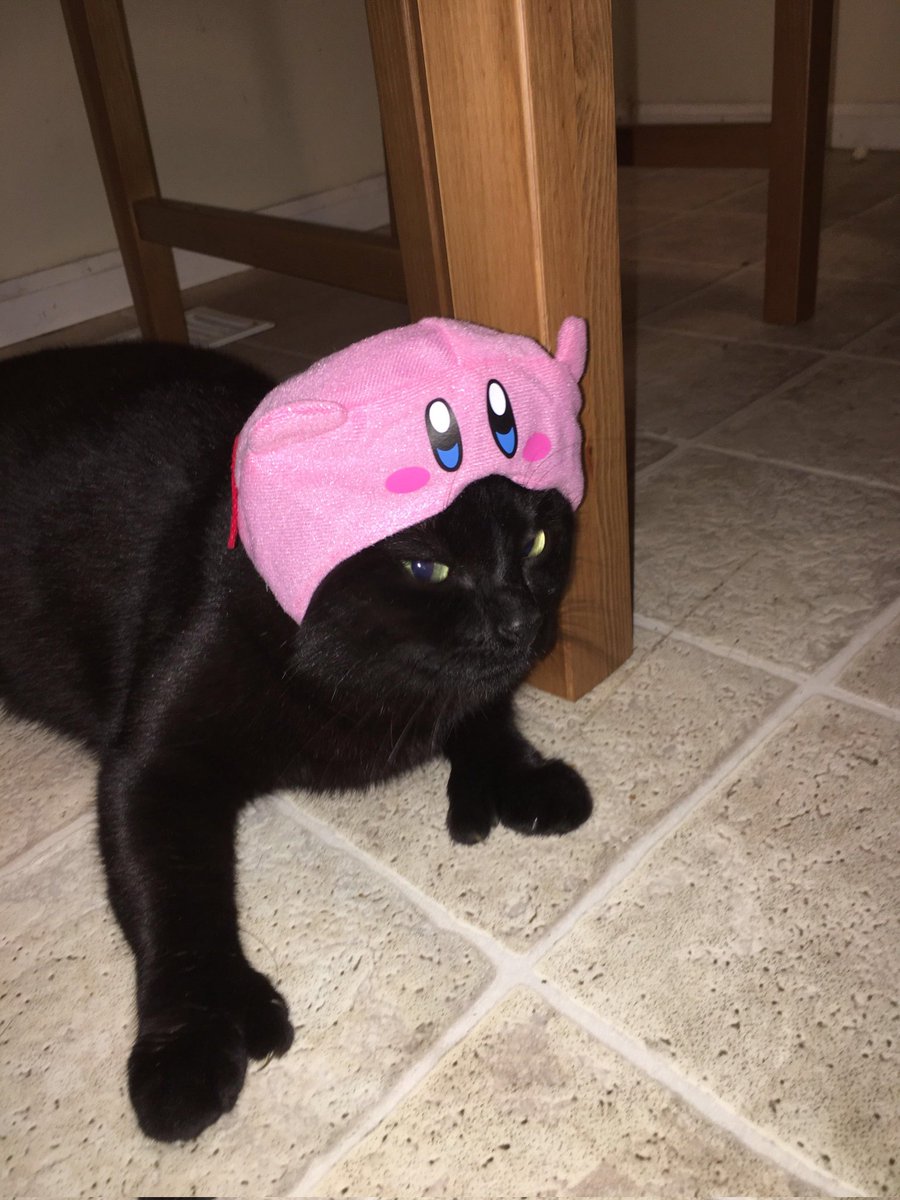 Memes to Show Your Cat (@showyourcat) on Twitter photo 