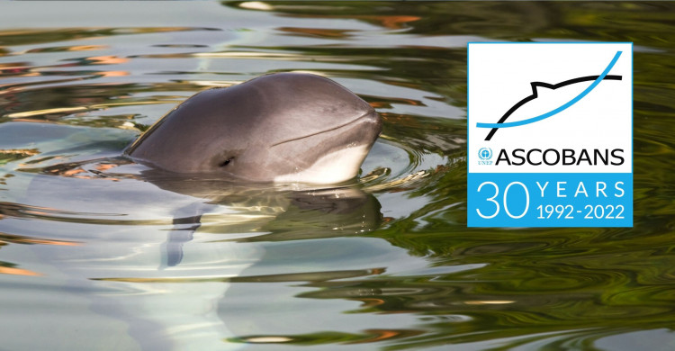 aditya39c's tweet photo. ASCOBANS, an agreement made between different governments to conserve marine life, helped form a group to examine noisy human activity and proposed alternate practices for noise management. https://t.co/85BL9SXXzR #39canimals https://t.co/3HJaX4LeRy