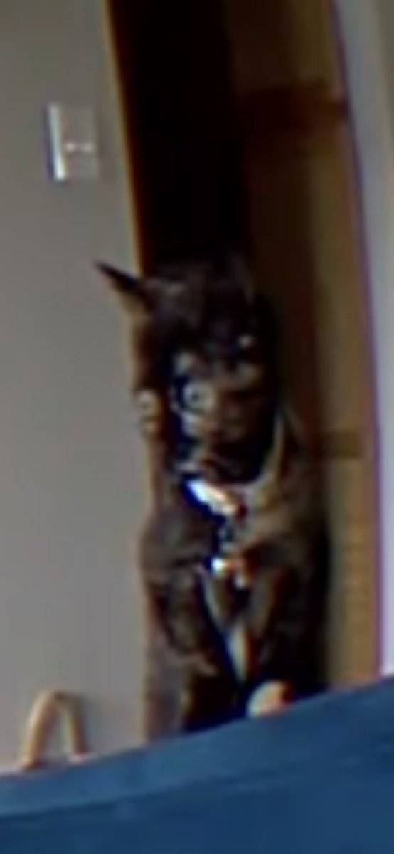 I tried speaking to Maple through my camera for the first time today &amp; I won’t be trying it again