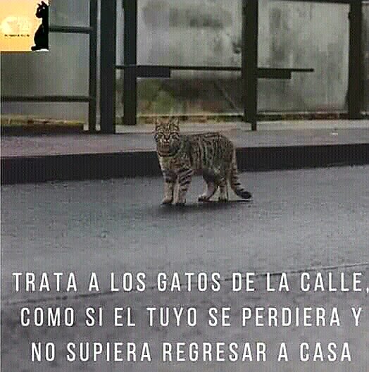 Ari_Arciniega6's tweet photo. Porfavor ... 🐈 https://t.co/MgOGs81OWd