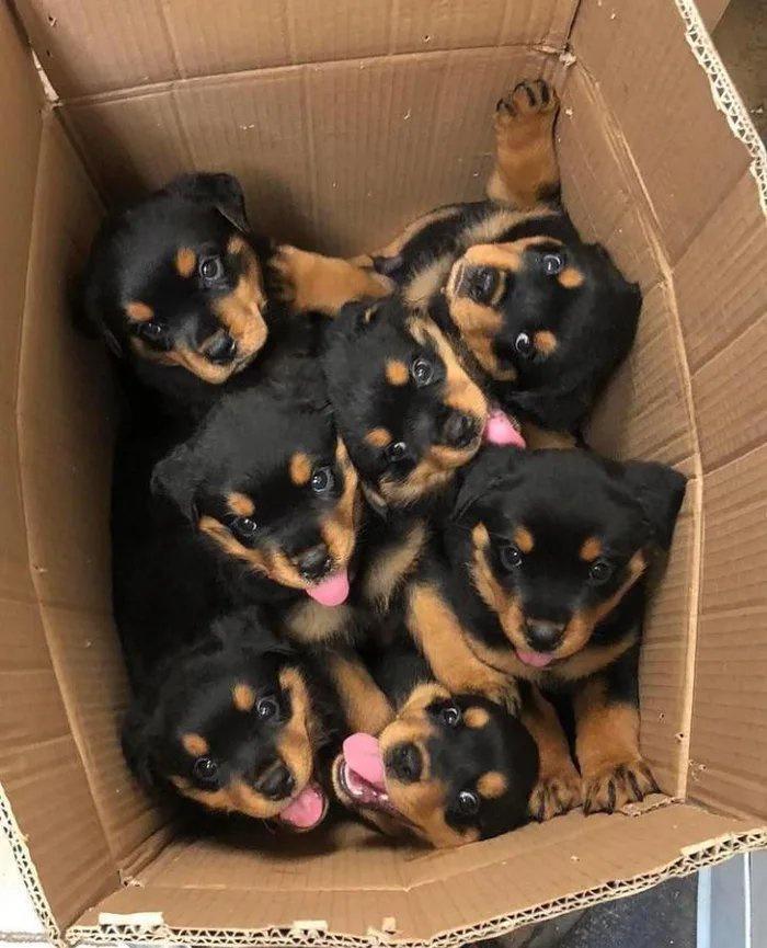 dinogodwhale's tweet image. Box full of puppies, that is all