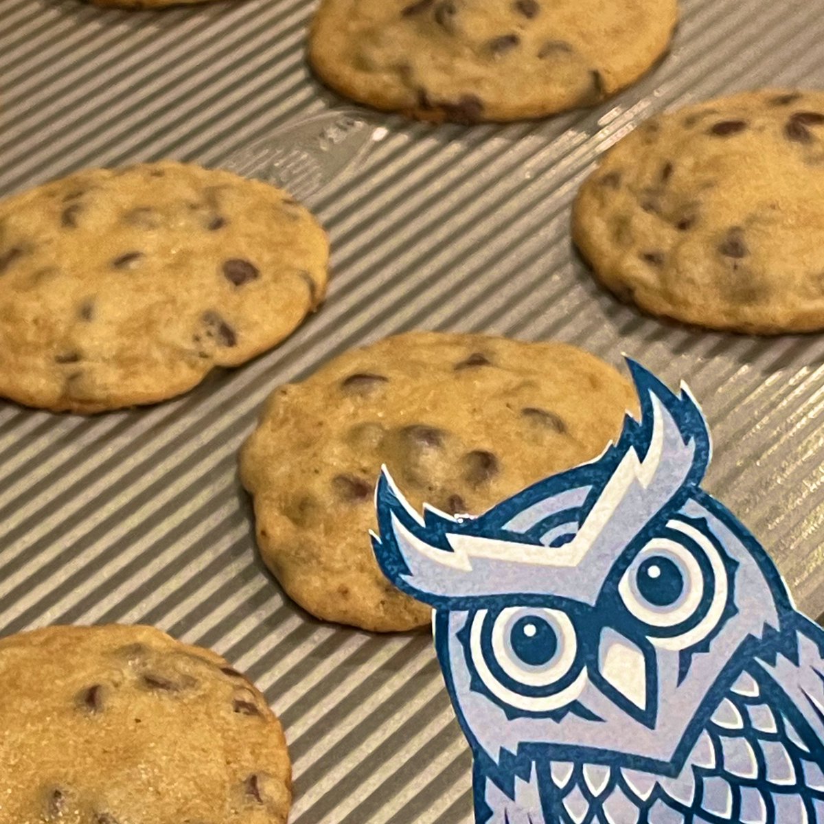 Ollie is enjoying National Chocolate Chip Cookie day! 🍪🦉<a href="/KISDMcElwain/">McElwain Elementary</a>  #ollieadventures