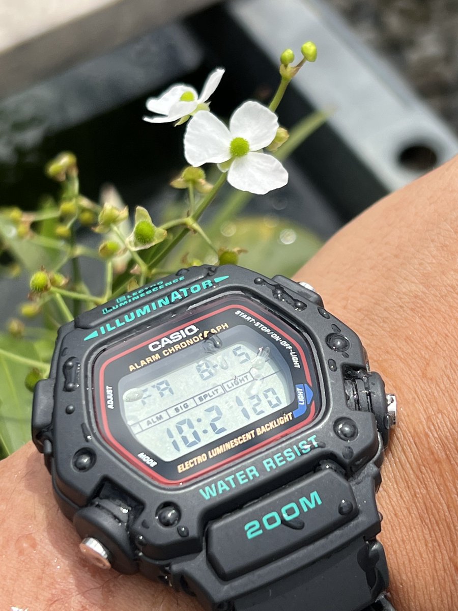 KMatsuda1975's tweet photo. Taking care of rice fish (medaka) with Casio DW-290 aka "Mission Impossible Watch"
IG kenjimatsuda1975
FB Kenji Matsuda(松田健資)
TW KMatsuda1975
YT Kenji Matsuda
#casio #dw290
#腕時計
#wristwatch #degitalwatch #quartzwatch #sportswatch https://t.co/gGAV4ISV8U