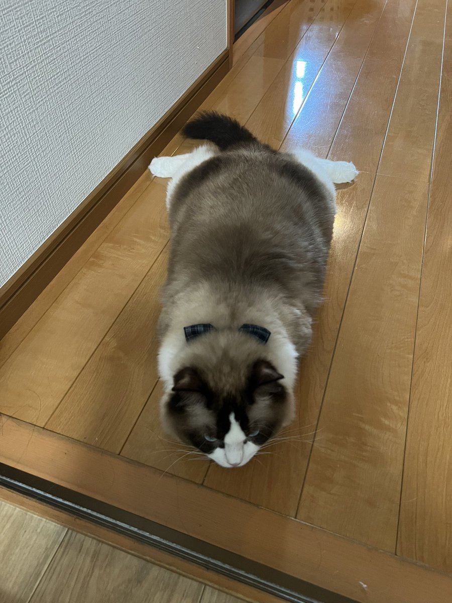 smore_rag_cat's tweet photo. 前から見たおしりもかわいい https://t.co/VD3tXvdyba