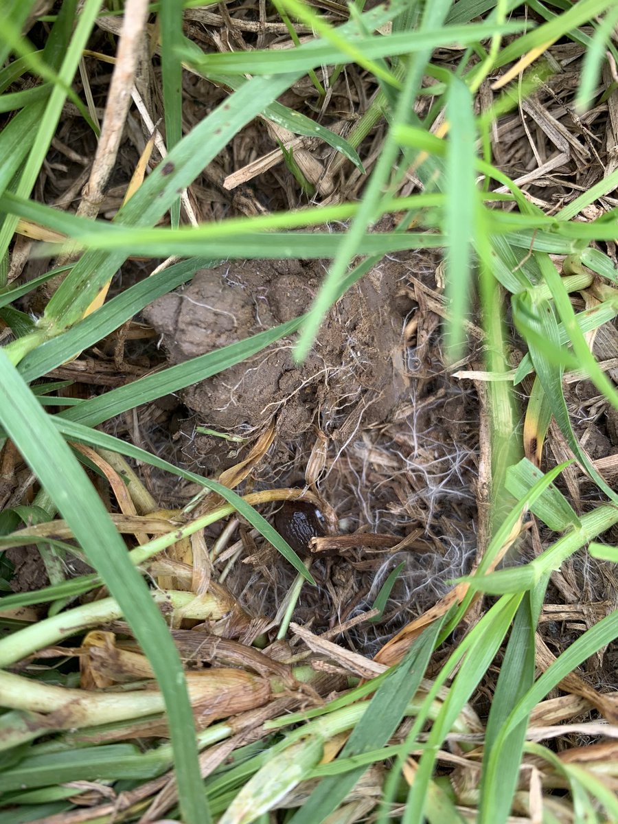 smcmaster45's tweet photo. Checking out a few paddocks up around Coffs Harbour. Interesting results from ryegrass being mulched into Kikuyu grass. The tropicals have not stopped growing and been very wet. #pasture #tropicalgrass #annualryegrass #nodules #roots https://t.co/0KRzI9ediJ