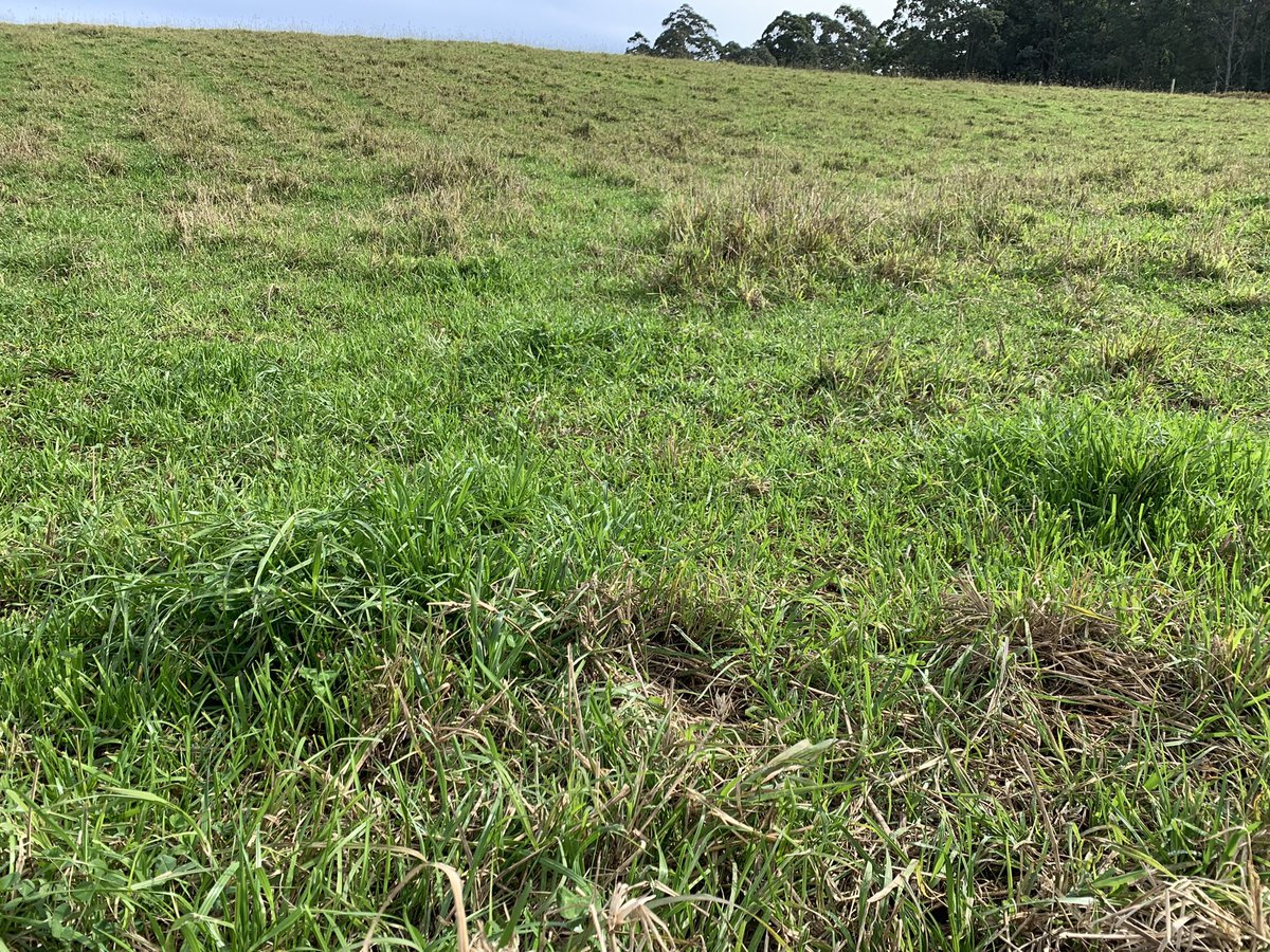 smcmaster45's tweet photo. Checking out a few paddocks up around Coffs Harbour. Interesting results from ryegrass being mulched into Kikuyu grass. The tropicals have not stopped growing and been very wet. #pasture #tropicalgrass #annualryegrass #nodules #roots https://t.co/0KRzI9ediJ