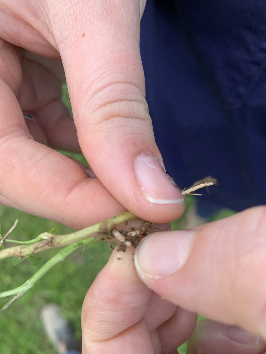smcmaster45's tweet photo. Checking out a few paddocks up around Coffs Harbour. Interesting results from ryegrass being mulched into Kikuyu grass. The tropicals have not stopped growing and been very wet. #pasture #tropicalgrass #annualryegrass #nodules #roots https://t.co/0KRzI9ediJ
