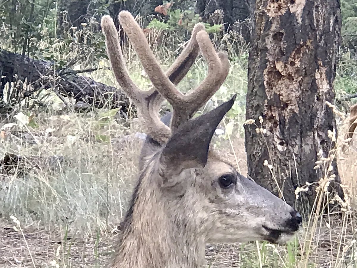 JZThinAir's tweet photo. A couple of the non-migratory townie neighbours out high-grading seed heads.
#simdeer #muledeer https://t.co/EkLN5wZBhh