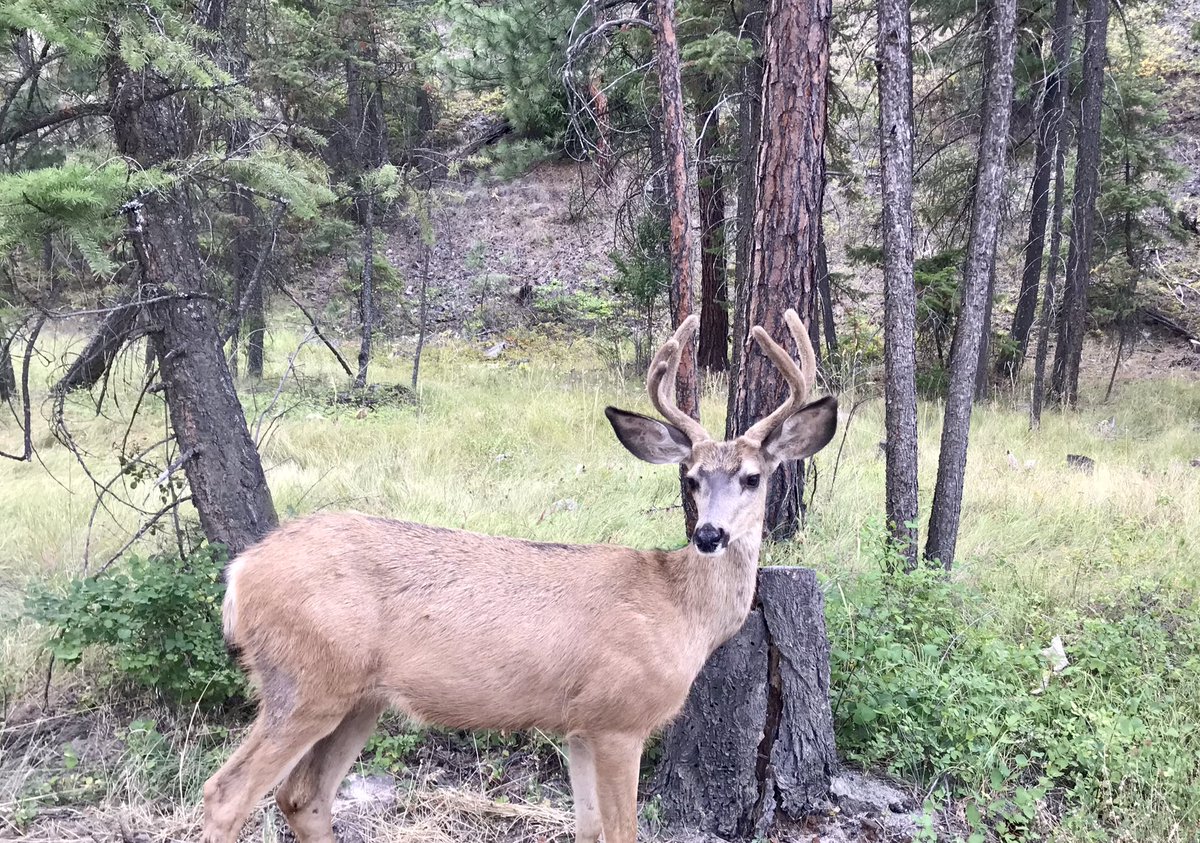 JZThinAir's tweet photo. A couple of the non-migratory townie neighbours out high-grading seed heads.
#simdeer #muledeer https://t.co/EkLN5wZBhh