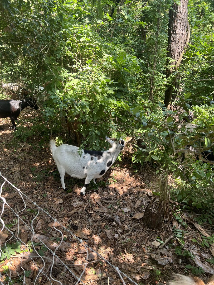 VMASC_STEM's tweet photo. Great day @HofflerCreek for our @VMASC_ODU HS STEM interns! They investigated depths and water quality of Lake Ballard and finished the day visiting the goats who were #goatscaping invasive plant species on one of the trails! @HRWorkforceCoun @PortsVASchools https://t.co/MUMtCjcy35
