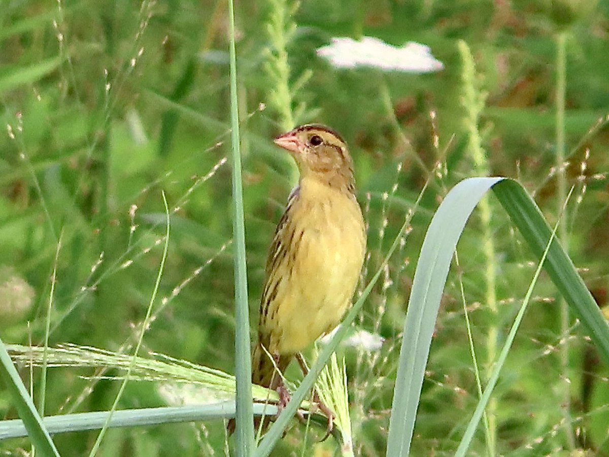 SegrestJen's tweet photo. Bobolinks @ Dixon Meadows in PA. #birding #birdphotography #nature #wildlifephotography #birdingpa #montco #NaturePhotography https://t.co/qG2YIBdtkM