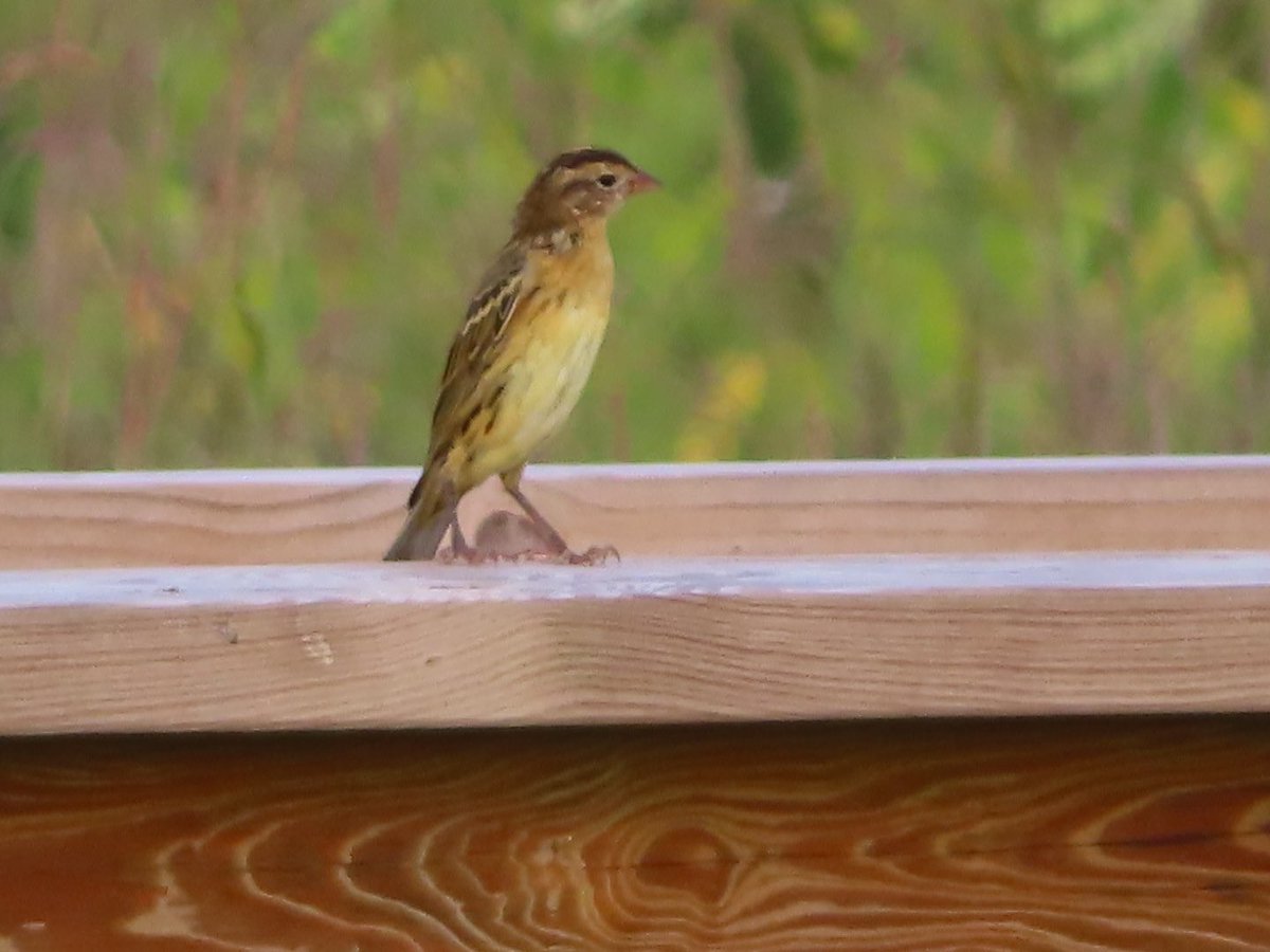 SegrestJen's tweet photo. Bobolinks @ Dixon Meadows in PA. #birding #birdphotography #nature #wildlifephotography #birdingpa #montco #NaturePhotography https://t.co/qG2YIBdtkM