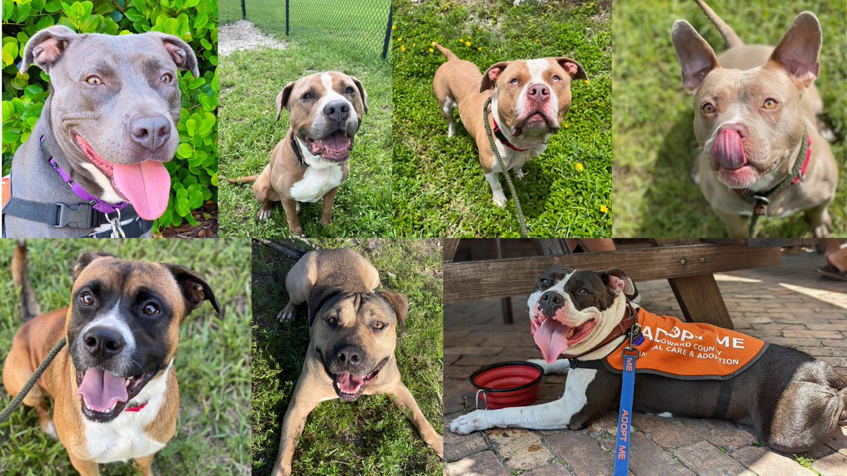BrowardCounty's tweet photo. More than 200 dogs need homes at Broward County Animal Care! Head over to check out their Clear the Shelters adoption event starting tomorrow. 
📍2400 SW 42nd Street
Fort Lauderdale
🕚Starts 11AM Friday, Saturday and Sunday https://t.co/XcV0DlhboA