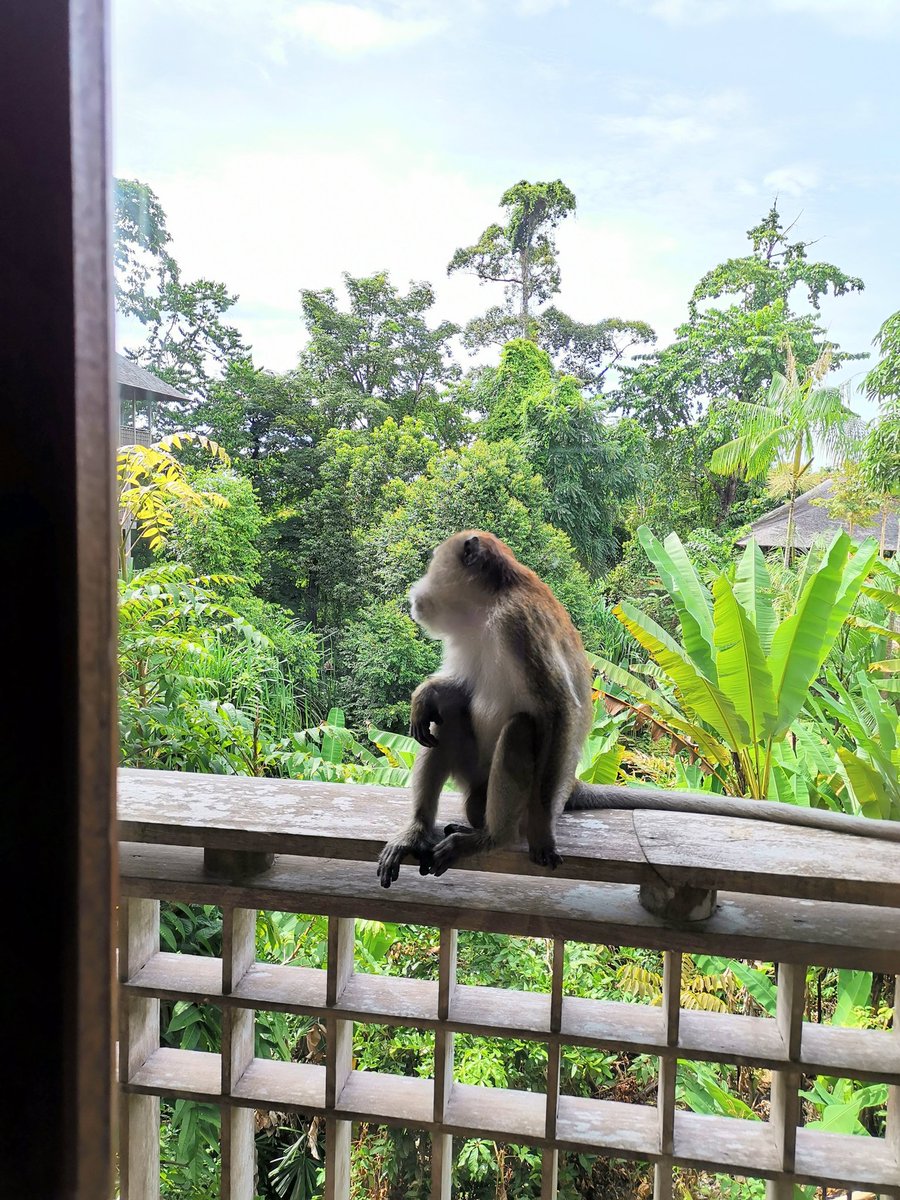 ahnikotan's tweet photo. 窓辺に遊びに来たサルさん🐒
#TheDatai
#マレーシア
#ランカウイ島 https://t.co/xx18xXFTKq