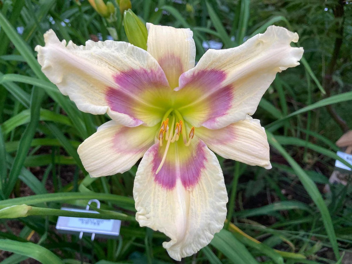 TattoodGardener's tweet photo. My first registration of 2022 has been submitted. The name will be reviewed for compliance with the International Code of Nomenclature for Cultivated Plants. Once approved I will do a post with other registrations for 2022. Registration # 39 #hybridizer #daylily #hemerocallis https://t.co/yjiptNTY0e