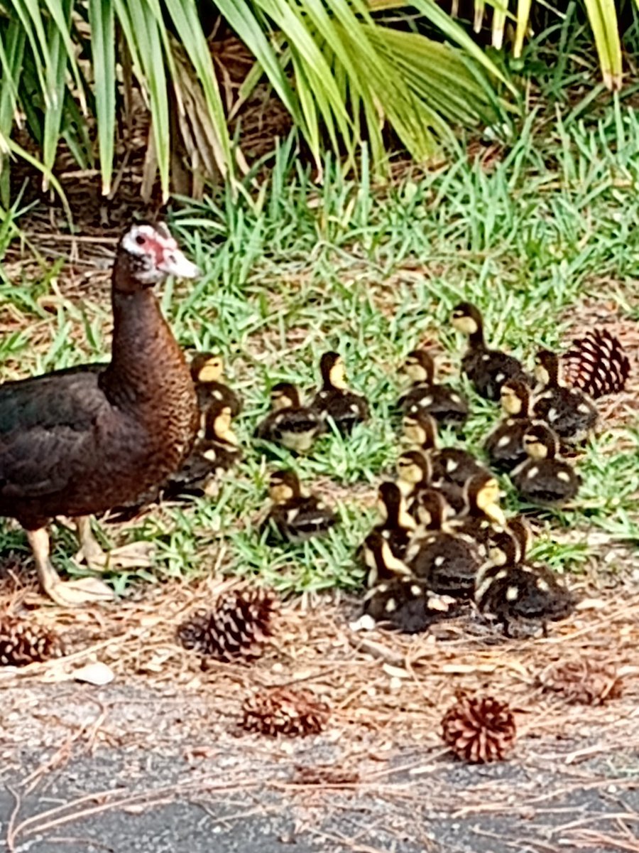 Real_J_Sanchez's tweet photo. My neighborhood is full of life https://t.co/dLJXkvGFk0