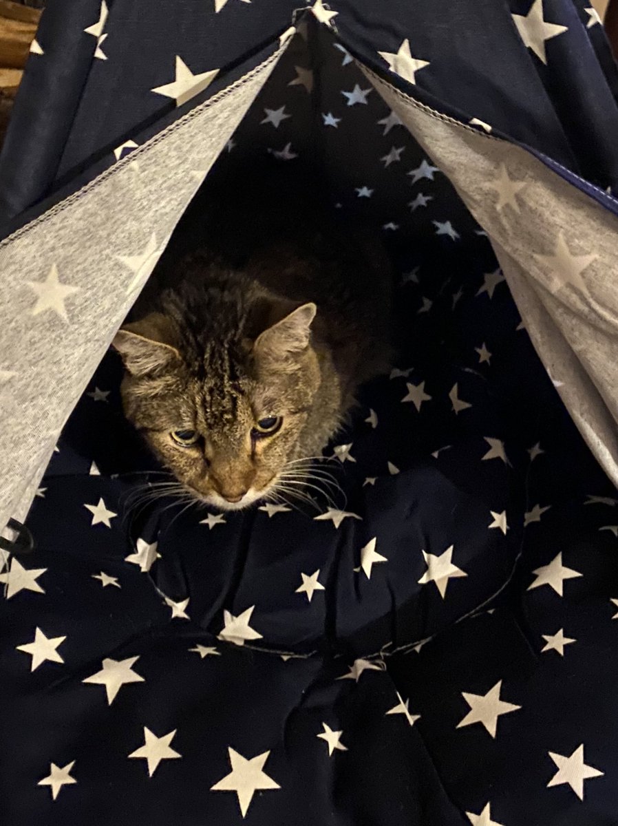 LeonStiggy13's tweet photo. Our tent finally came, and my oldest brother 16 year old Napoleon has been the first one to check it out. Mom has hung any ones name on yet. I guess Napoleon should go first since he is the oldest! - Lila #CatsOfTwitter #CatTent https://t.co/6WHWRdDkxz