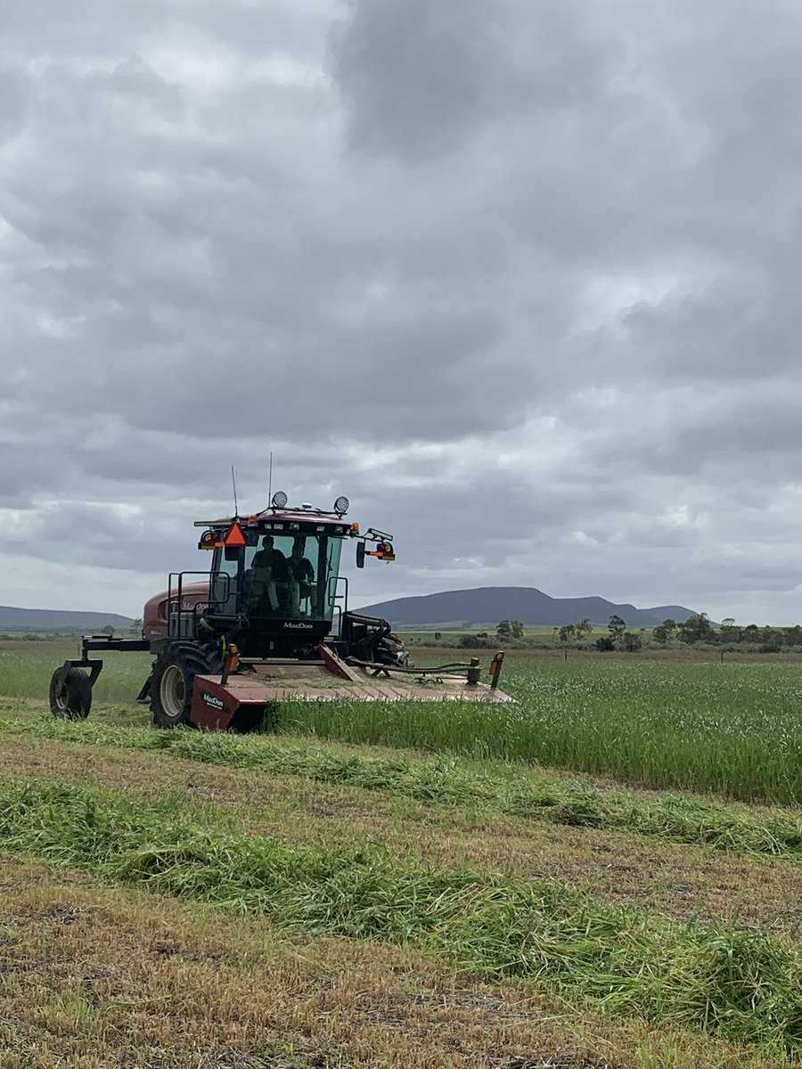 lukegreen450's tweet photo. Contract Windrowing and hay cutting on the EP willing to travel
👉40ft macdon front 
👉16 ft R85 mower conditioner
👉Phone Luke on 0488502972 👍 https://t.co/kfVfd6iezt
