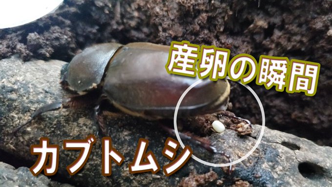 むしらぶろぐ 人の生活に役立つ生物 益虫 を知るサイト