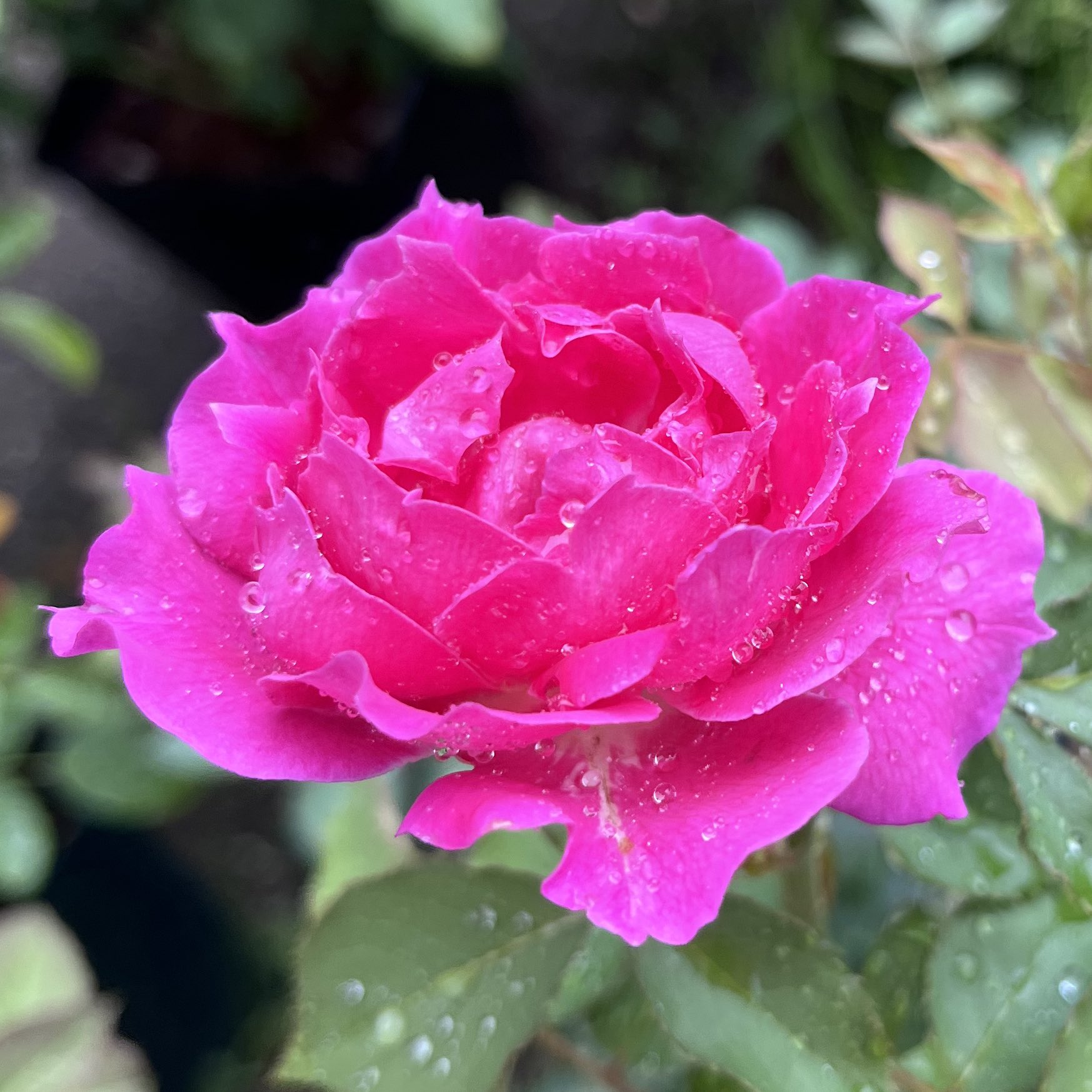 紅 Collector ﾌﾟﾁ Rosaorientis おはバラ 久々の雨 つか 大雨 シェエラザード 咲いちゃった ﾉwﾉ ｷｬ ライラ ヤル気スイッチ𝐎𝐍 パリス ピンク担当大臣に任命 リサリサ らしく咲いてたぜ ロサオリエンティス 毎日シェエラザード