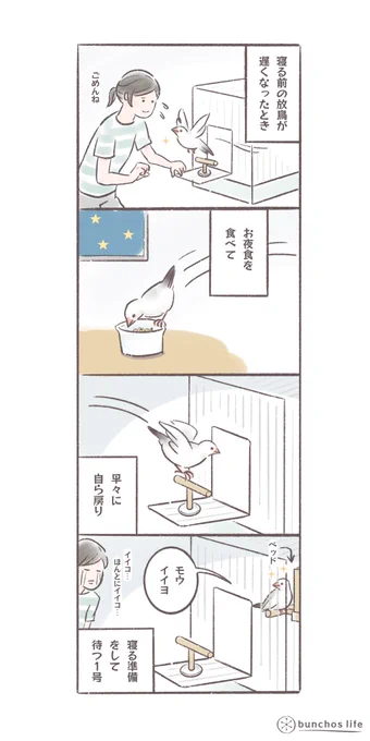 夜の放鳥が遅くなったとき、急いでお夜食だけは食べて自ら帰宅し、寝待ちに入るいい子過ぎる1号
#文鳥
#bunchoslife 