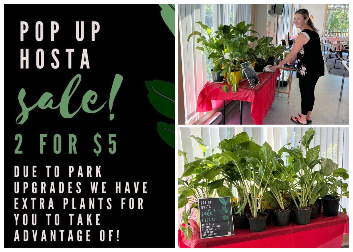 AllardLibrary's tweet image. Work is underway in our library park and we had to move several mature hostas. We’ve got extras! Two pots for $5 🪴🪴