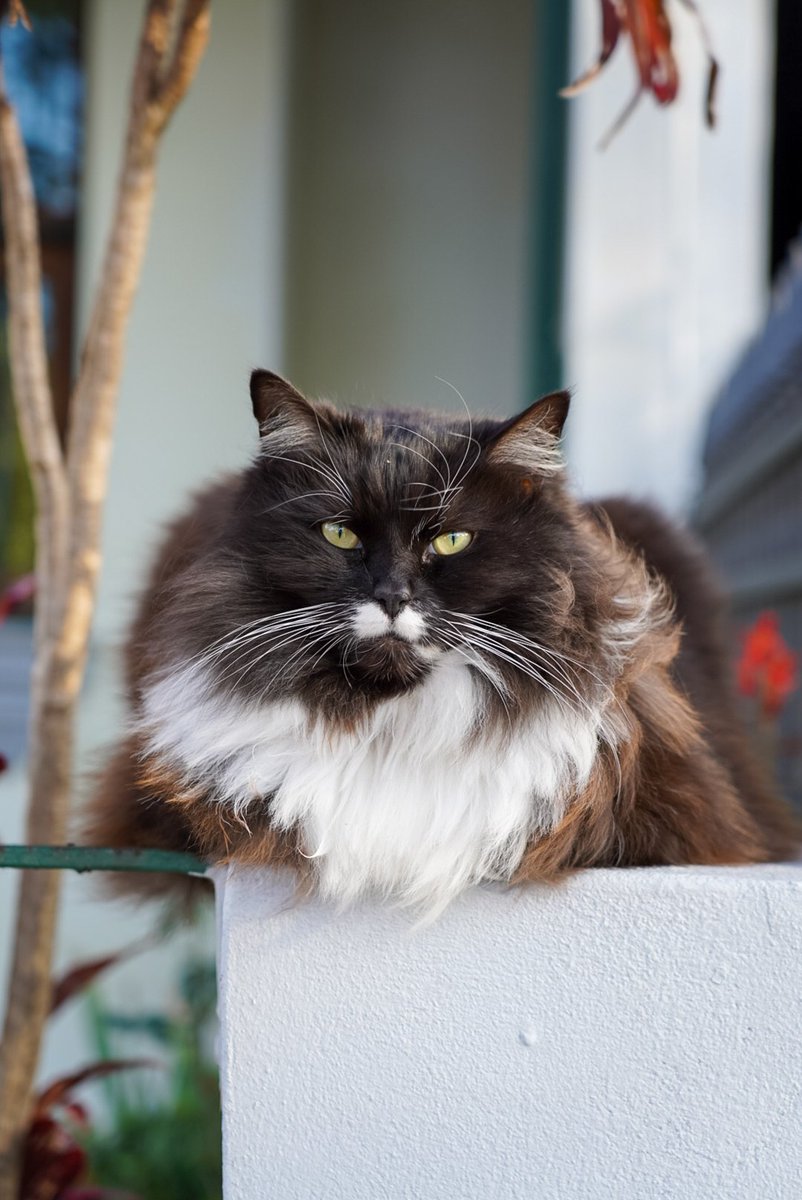 MyInnerWest's tweet photo. This wise cat stopped me in the street and said to pass on this message "Please have a happy cat Friday" πΊ β€οΈ
#innerwest #catsofsydney #stanmore https://t.co/XjCjV8lWyc