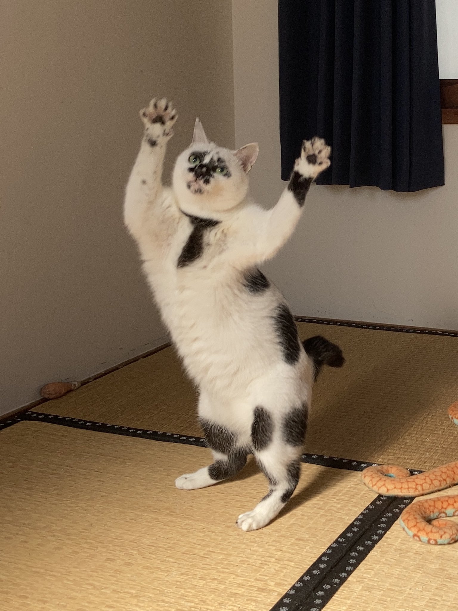 熱海 Muddy Cat Ez Do Dance Ez Do Dance 踊る猫を見てる 熱海muddycat 熱海 Bar 猫 T Co 9vbtgnkjbs Twitter