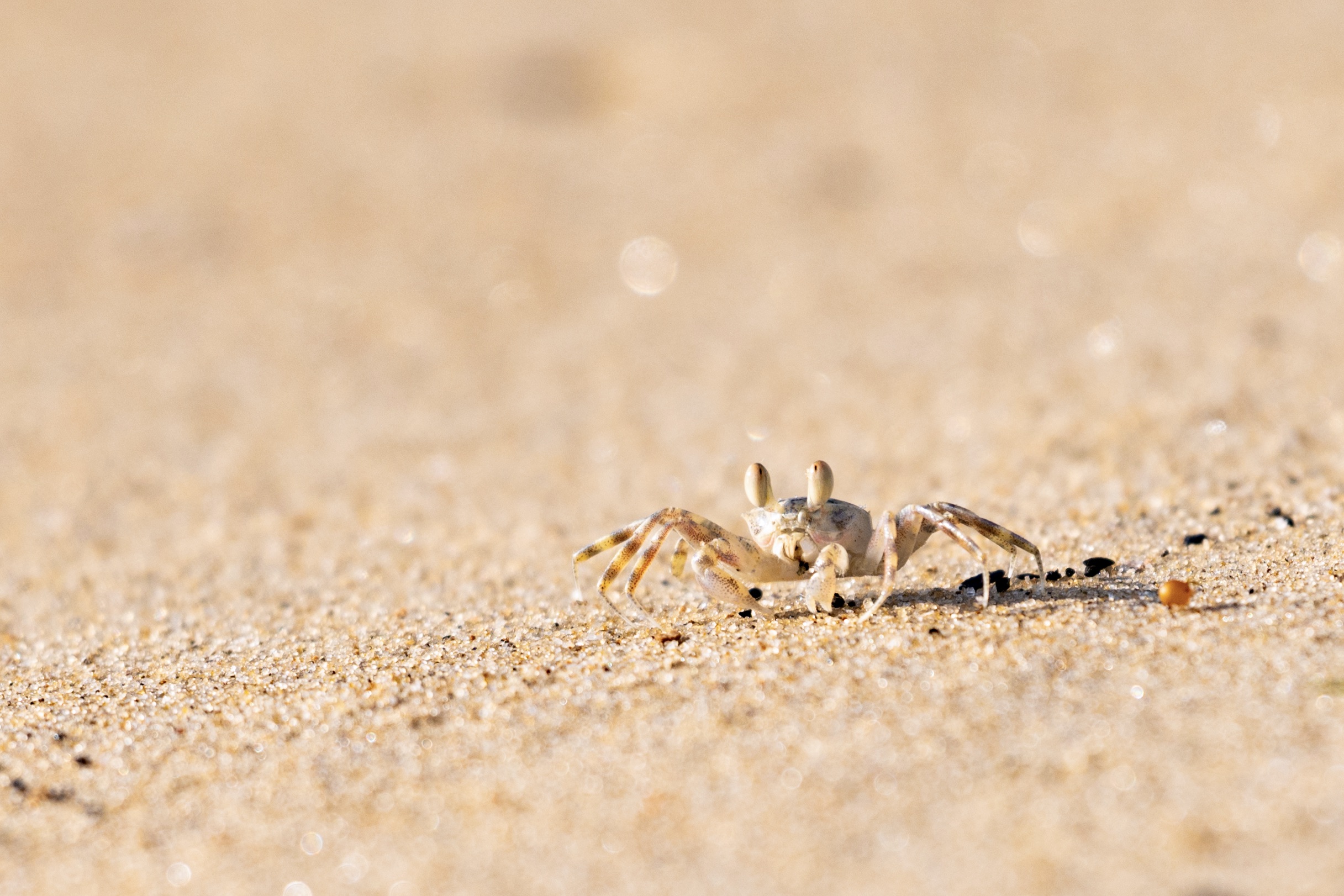 カニフォト Crabphoto1 Twitter